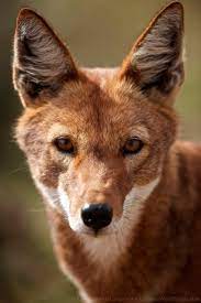 Endangered Species Ethiopian Wolf Endangered Animals Rare Animals