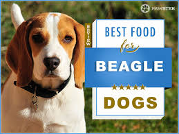 8 Best Dog Foods For An Adult And Puppy Beagle In 2019