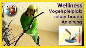 Ich hatte als kind mal einen sehr zahmen wellensittich. Diy Wie Bastelt Man Einen Kreativen Spielplatz Fur Welli Und Bourki Mit Einfachen Mitteln 3 30 Youtube