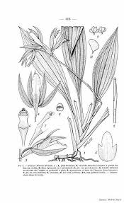 Image result for Phaius mannii