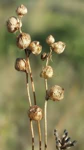 Image result for Utricularia simulans