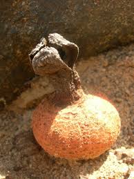 Image result for Hydnora