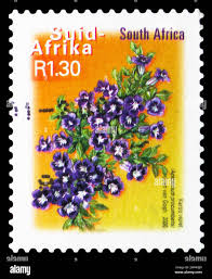 Image result for Aptosimum elongatum