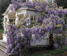 Buckingham Palace Garden House Gorgeous Wisteria Inspired Me Beautiful Gardens Palace Garden Dream Garden