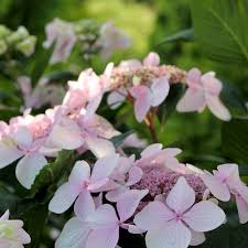 Our competitions give dancers across america the opportunity to showcase their talent and passion on the kar stage. Let S Dance Diva Reblooming Hydrangea Hydrangea Macrophylla Proven Winners
