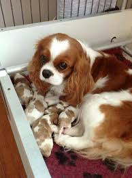 15 Things All Cavalier King Charles Spaniel Owners Must Never Forget The Paws Cavalier King Charles King Charles Dog King Charles