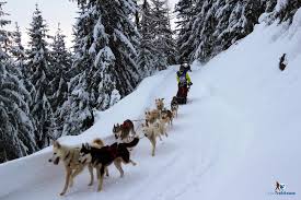 Derniers avis sur course de chien de traineau lac blanc. La Grande Odyssee La Course Alpine De Chiens De Traineaux