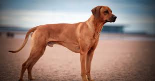 Image result for rhodéský ridgeback