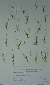 Image result for Subularia