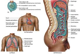 A First Look At Anatomy F Body Cavities And Membranes Flashcards Quizlet