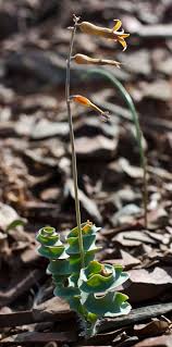 Image result for Dipcadi platyphyllum
