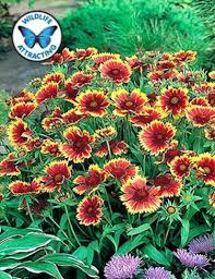 10 Things Nobody Told You About Flower Blanket Flower Gaillardia Flower Blanket Flower Gaillardia Http Bit Flowers Perennials Flower Wallpaper Flowers