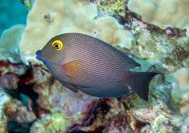 Image result for Oxyanthus strigosus