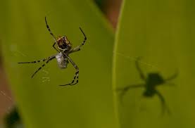 It is a good place to just kickback and relax and it is in san diego where there are a ton of things to do. Spider Anders Tomlinsonanders Tomlinson