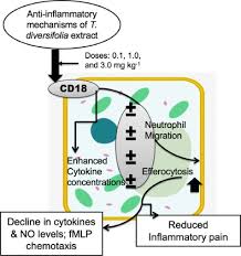 Image result for Aspilia pluriseta