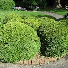 Image result for Buxus