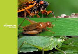 This message will not appear on the live site, but only within the editor. The Singing Insects Of Arkansas Summers Command Pest Control