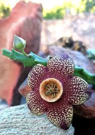 Image result for Orbea paradoxa