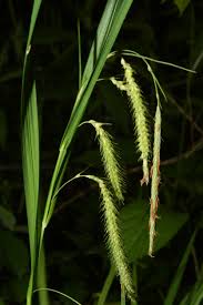 Image result for Carex cognata