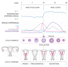 Esquema fases del ciclo menstrual. Ciclo Sexual Femenino Wikipedia La Enciclopedia Libre