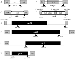 Image result for Megaloprotachne albescens