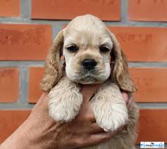 Image result for americký kokršpaněl