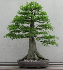 Reducing the leaf size of a bonsai plant is mainly for big leaves plant and for deciduous plants, that means some plants sheds leaves during autumn season and by spring they develop new leaves. Bonsai Aesthetics Wikipedia