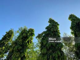 Image result for Monoon longifolium