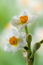 Narcissi Cragford Flowers Narcissus Daffodils