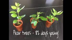 Growing A Pear Tree From Seed Fruit Garden Heirloom Tomato Seeds Pear Trees
