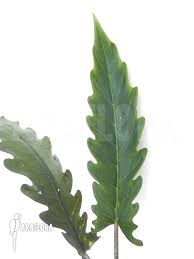 Purple sword features dark purple sword shaped leaves and purple stems.looks great mixed with lime colored accents such as philodendron moonlight. Araflora Exotic Flora More Alocasia Lauterbachiana