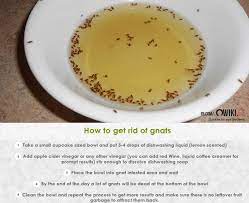 Pin By Qwiki Ee On Lifehack How To Get Rid Of Gnats Camping Food Gnats