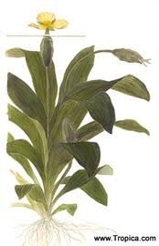 Image result for Ottelia ulvifolia