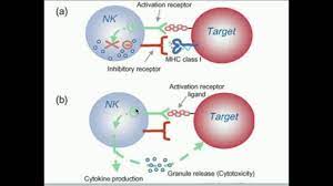 Natural Killer Cells How Do They Kill Selectively Youtube