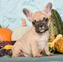 See more of vancouver french bulldog puppies for sale on facebook. Vancouver French Dogs Puppies For Sale Classifieds At Eclassifieds 4u Page 3