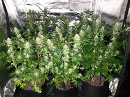 High efficiency qb288 v2 rspec. Hlg 300 Quantum Board Led Cannabis Grow Setup Tutorial Grow Weed Easy