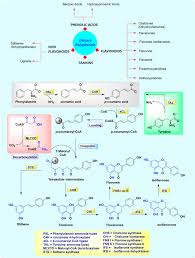 The Emerging Promise with O/C‐Glycosides of Important Dietary Phenolic  Compounds - Aidhen - 2022 - European Journal of Organic Chemistry - Wiley  Online Library