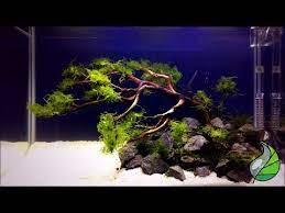 Membuat Aquascape Untuk Pemula Aquascape Sederhana Youtube Aquascaping Aquarium Tanaman