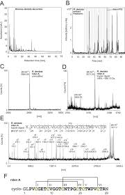 Image result for Rinorea elliptica