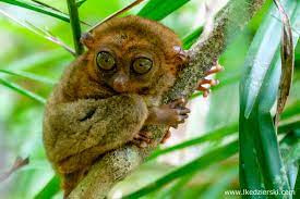 Naturalny zasięg występowania gatunku obejmuje filipiny. Tarsier Wyrak Czy Tarsjusz Zwierzatko Z Wylupiastymi Oczami