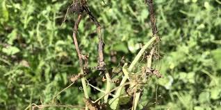 Nexus BioAg and MustGrow Biologics announce deal to distribute mustard-derived biopesticide for clubroot and aphanomyces – RealAgriculture