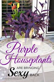 Pin On Houseplants