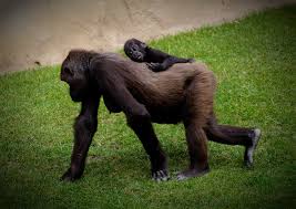 Grumpy gorilla gives tourists the middle finger after they interrupt his meal. Monkey Middle Finger By M Pixel On Deviantart