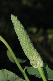 Image result for Sphenoclea zeylanica