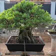 Pohon bonsai bougenville merupakan tanaman bonsai yang berbunga indah,yang diciptakan dari perkawinan sehingga 1 tanaman bonsai bougenville bisa memiliki. Pohon Bonsai Antik Picture Of Serang Banten Province Tripadvisor