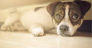 Adenocarcinoma of the lung makes up about 75 percent of all primary lung tumors in dogs. My Dog Sounds Like He Has A Hairball Petcoach