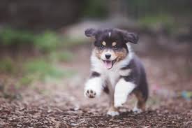 The australian shepherd is an intelligent working dog of strong herding and guarding instincts. Australian Shepherd Sieben Fakten Zur Richtigen Haltung Deinetierwelt Magazin