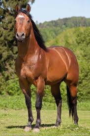 Light Horses Horse Breeds Horses Beautiful Horses Photography