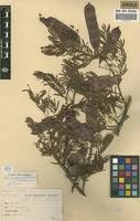 Image result for Acacia ataxacantha