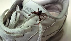 No brasil é a segunda aranha. Na Pandemia Curitiba Tem O Menor Numero De Acidentes Com Aranha Marrom Em 28 Anos Bem Parana